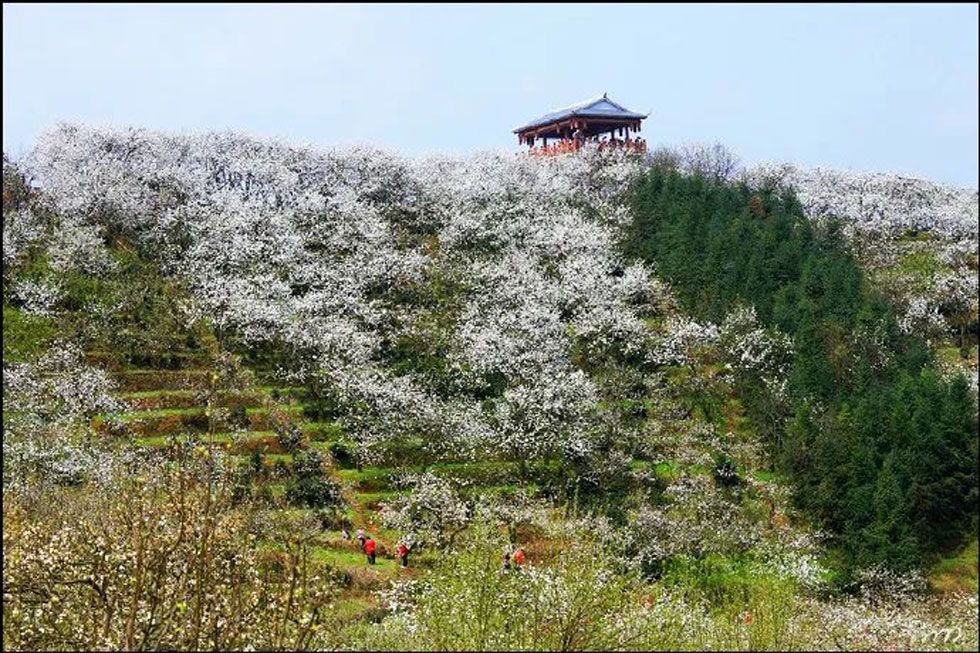 【春天，广西桂林灌阳县向您发出邀请！】我们在灌阳看梨花 - 游山玩水 - 武威生活社区 - 武威28生活网 wuwei.28life.net