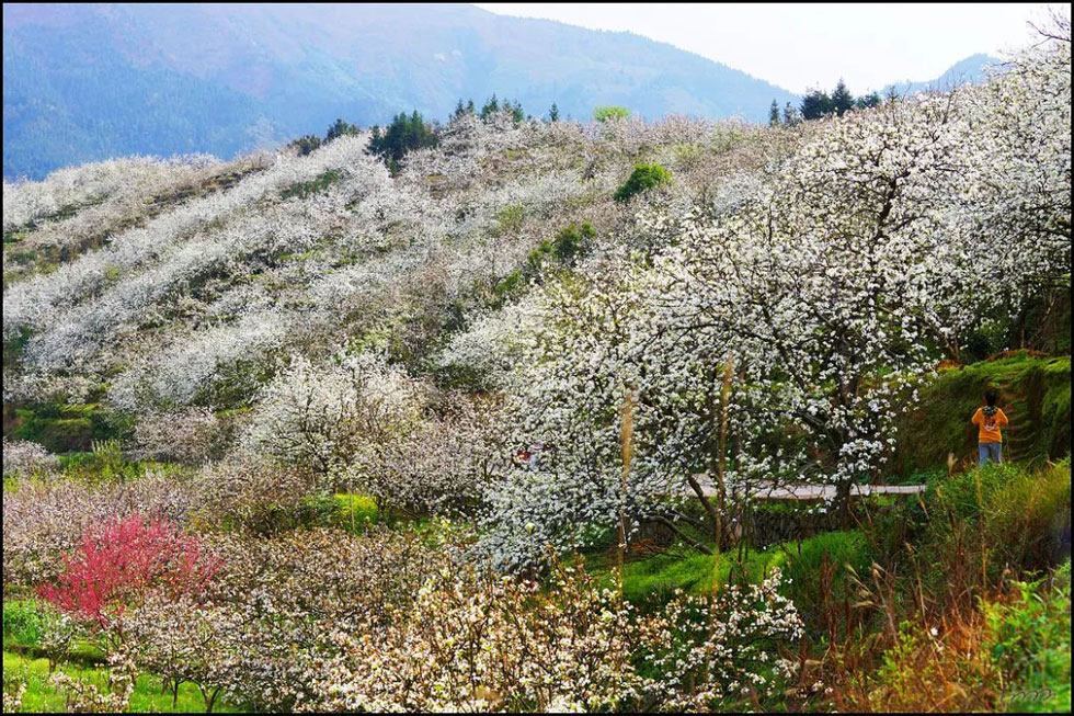 【春天，广西桂林灌阳县向您发出邀请！】我们在灌阳看梨花 - 游山玩水 - 武威生活社区 - 武威28生活网 wuwei.28life.net