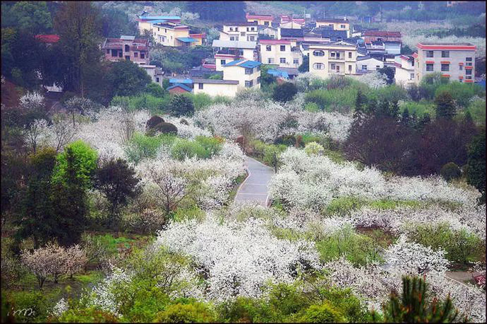 【春天，广西桂林灌阳县向您发出邀请！】我们在灌阳看梨花 - 游山玩水 - 武威生活社区 - 武威28生活网 wuwei.28life.net