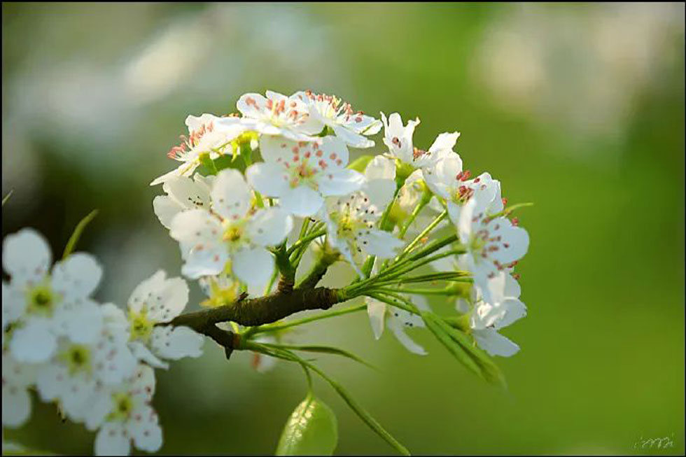 【春天，广西桂林灌阳县向您发出邀请！】我们在灌阳看梨花 - 游山玩水 - 武威生活社区 - 武威28生活网 wuwei.28life.net
