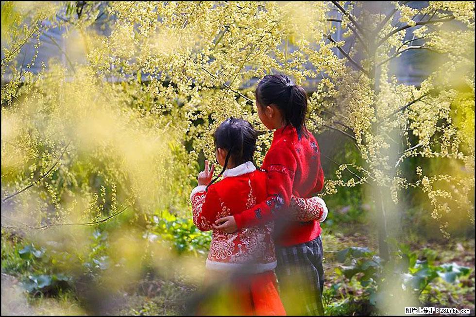 【春天,广西桂林灌阳县向您发出邀请!】米珠山前有片山苍子花在飘香 - 游山玩水 - 武威生活社区 - 武威28生活网 wuwei.28life.net