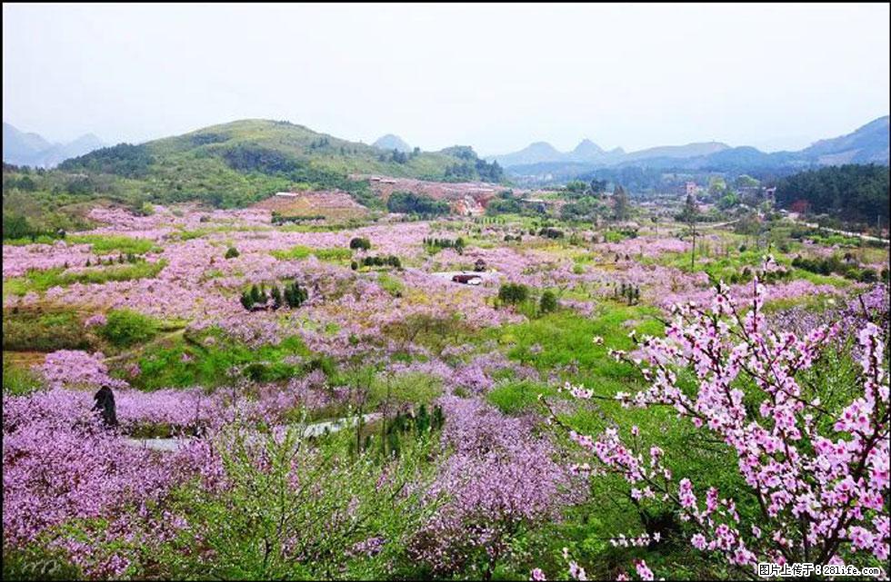 【春天，广西桂林灌阳县向您发出邀请！】官庄村有个醉美的桃花园 - 游山玩水 - 武威生活社区 - 武威28生活网 wuwei.28life.net