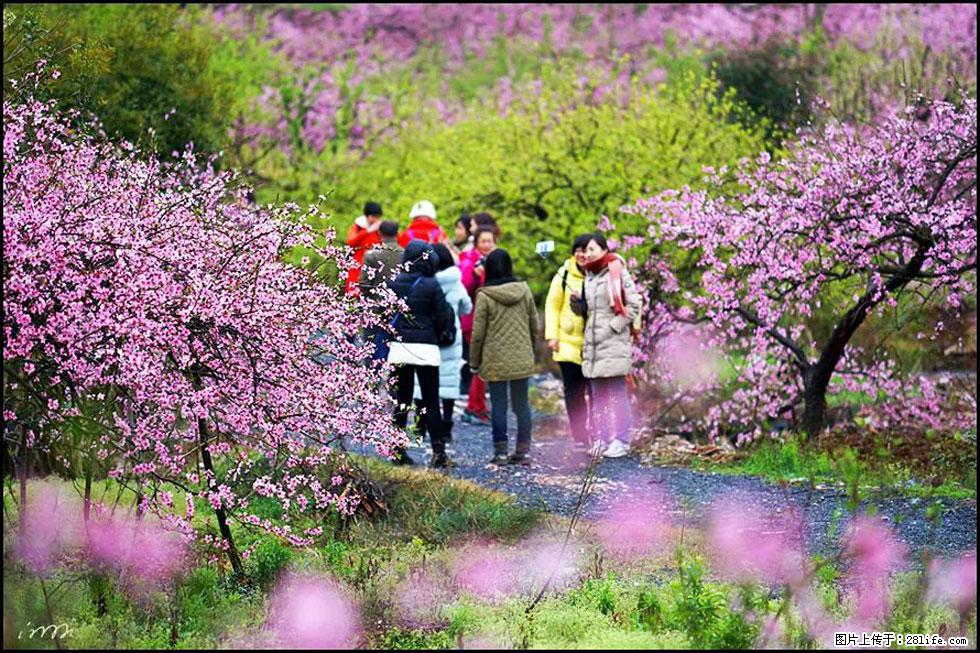 【春天，广西桂林灌阳县向您发出邀请！】官庄村有个醉美的桃花园 - 游山玩水 - 武威生活社区 - 武威28生活网 wuwei.28life.net