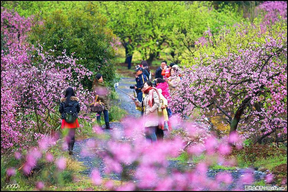 【春天，广西桂林灌阳县向您发出邀请！】官庄村有个醉美的桃花园 - 游山玩水 - 武威生活社区 - 武威28生活网 wuwei.28life.net
