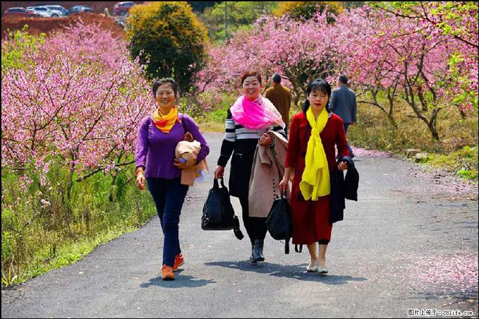 【春天，广西桂林灌阳县向您发出邀请！】官庄村有个醉美的桃花园 - 游山玩水 - 武威生活社区 - 武威28生活网 wuwei.28life.net