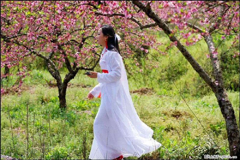 【春天，广西桂林灌阳县向您发出邀请！】官庄村有个醉美的桃花园 - 游山玩水 - 武威生活社区 - 武威28生活网 wuwei.28life.net