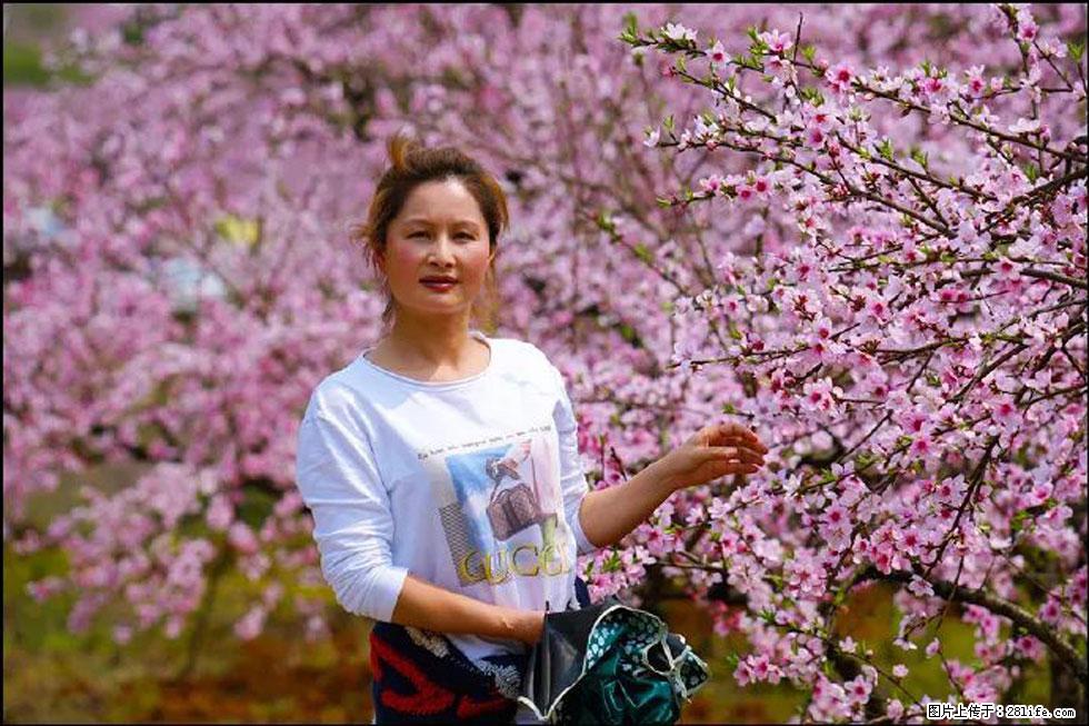 【春天，广西桂林灌阳县向您发出邀请！】官庄村有个醉美的桃花园 - 游山玩水 - 武威生活社区 - 武威28生活网 wuwei.28life.net
