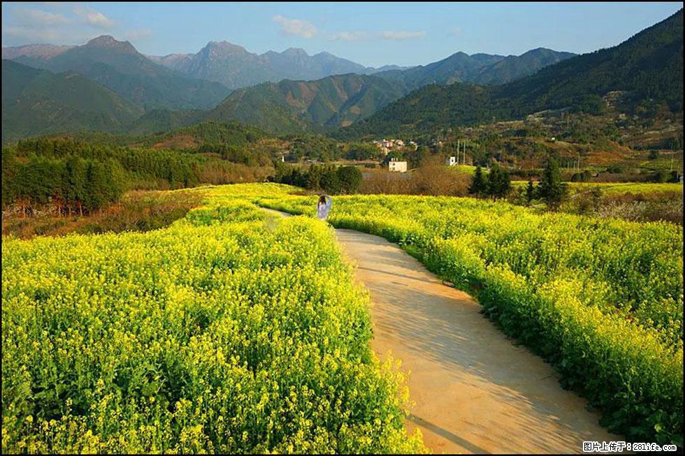 【春天，广西桂林灌阳县向您发出邀请！】长坪村油菜盛情花开 - 游山玩水 - 武威生活社区 - 武威28生活网 wuwei.28life.net