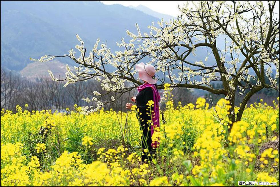 【春天，广西桂林灌阳县向您发出邀请！】长坪村油菜盛情花开 - 游山玩水 - 武威生活社区 - 武威28生活网 wuwei.28life.net