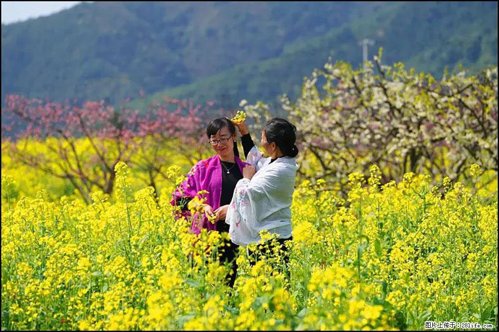【春天，广西桂林灌阳县向您发出邀请！】长坪村油菜盛情花开 - 游山玩水 - 武威生活社区 - 武威28生活网 wuwei.28life.net