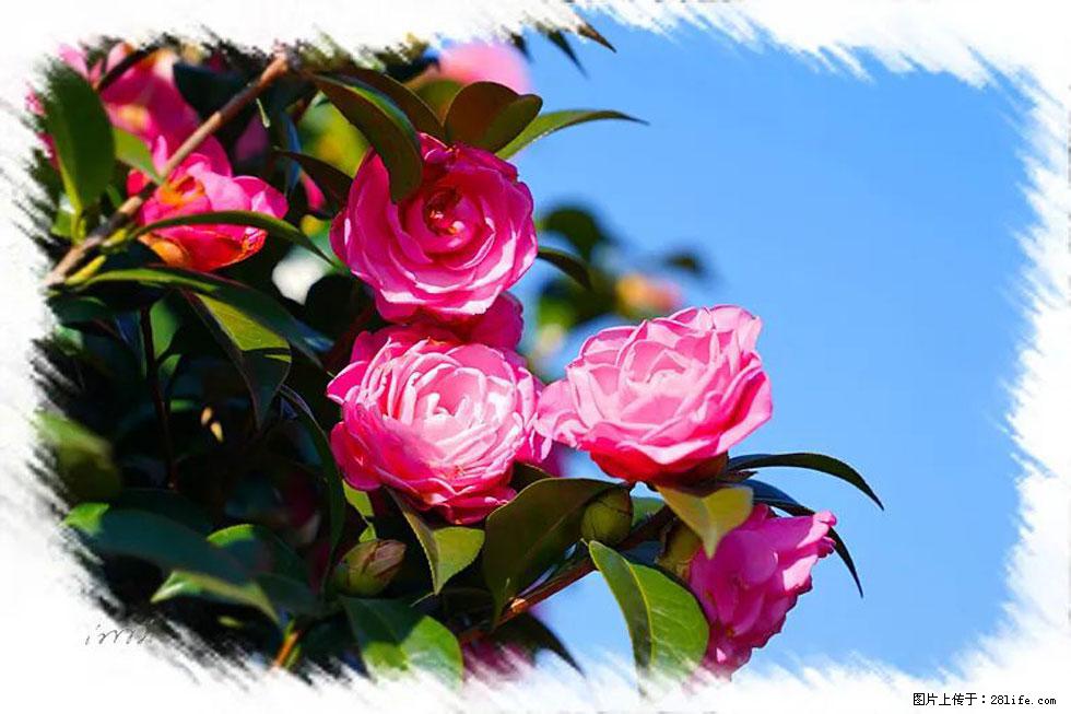 【春天，广西桂林灌阳县向您发出邀请！】杨柳井茶花惹人爱 - 游山玩水 - 武威生活社区 - 武威28生活网 wuwei.28life.net