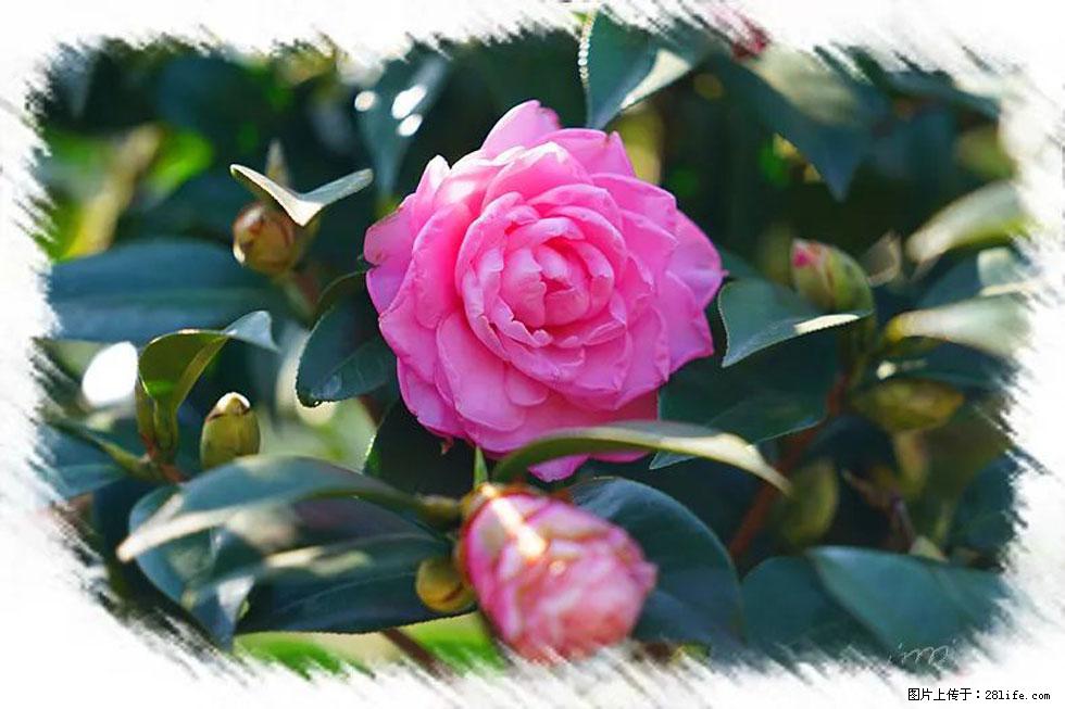 【春天，广西桂林灌阳县向您发出邀请！】杨柳井茶花惹人爱 - 游山玩水 - 武威生活社区 - 武威28生活网 wuwei.28life.net