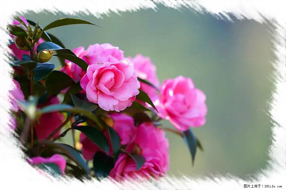 【春天，广西桂林灌阳县向您发出邀请！】杨柳井茶花惹人爱 - 游山玩水 - 武威生活社区 - 武威28生活网 wuwei.28life.net
