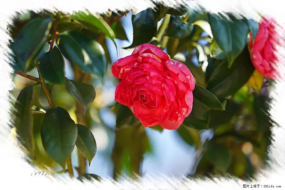 【春天，广西桂林灌阳县向您发出邀请！】杨柳井茶花惹人爱 - 游山玩水 - 武威生活社区 - 武威28生活网 wuwei.28life.net