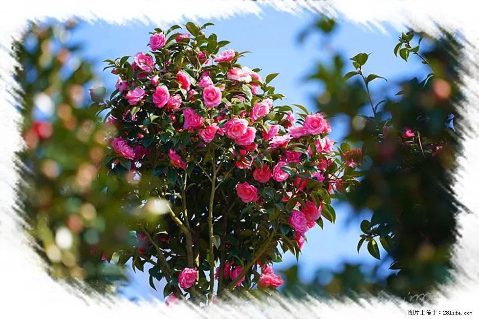 【春天，广西桂林灌阳县向您发出邀请！】杨柳井茶花惹人爱 - 游山玩水 - 武威生活社区 - 武威28生活网 wuwei.28life.net