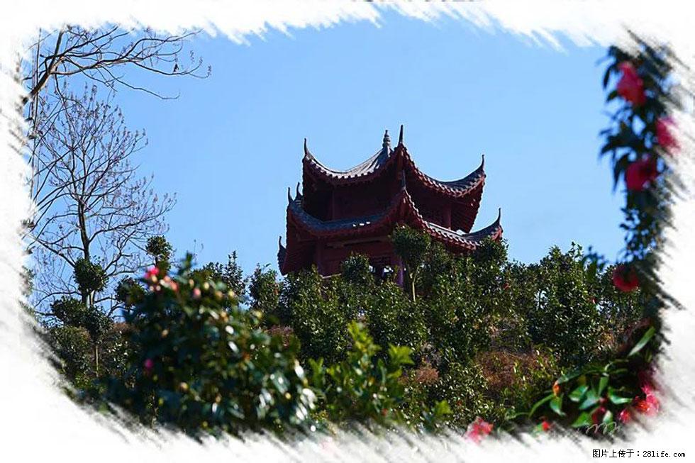 【春天，广西桂林灌阳县向您发出邀请！】杨柳井茶花惹人爱 - 游山玩水 - 武威生活社区 - 武威28生活网 wuwei.28life.net