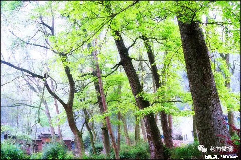 【春天，广西桂林灌阳县向您发出邀请！】在小龙村与春天约会 - 游山玩水 - 武威生活社区 - 武威28生活网 wuwei.28life.net