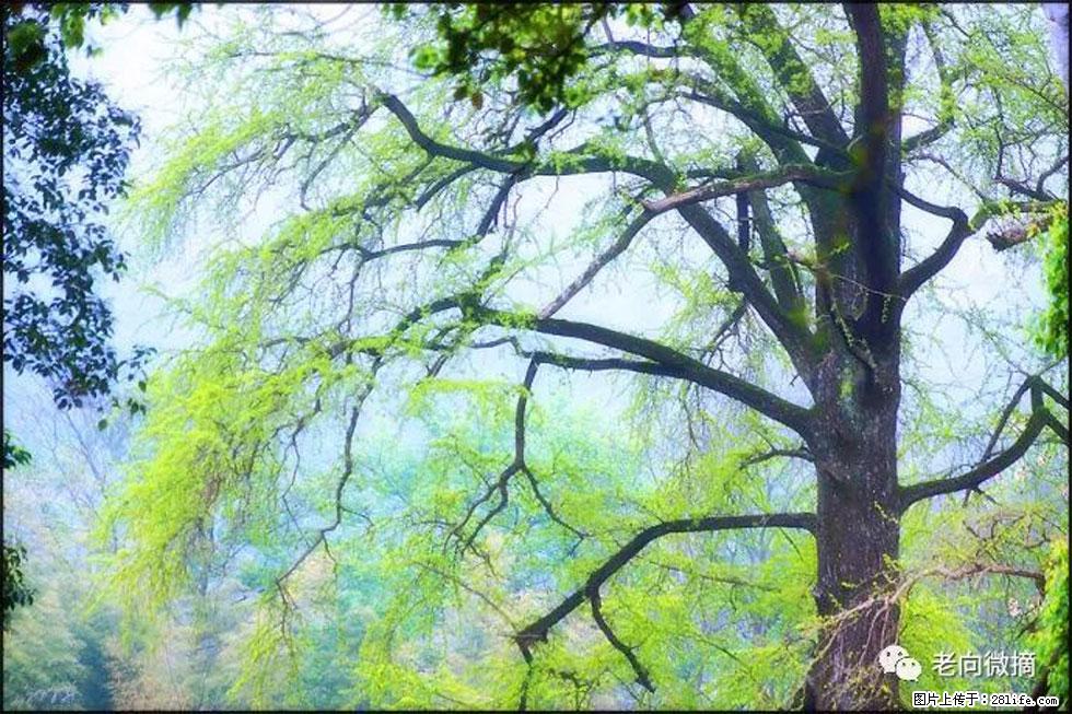 【春天，广西桂林灌阳县向您发出邀请！】在小龙村与春天约会 - 游山玩水 - 武威生活社区 - 武威28生活网 wuwei.28life.net