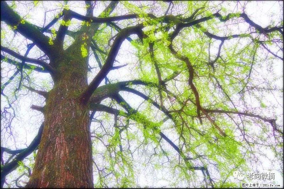 【春天，广西桂林灌阳县向您发出邀请！】在小龙村与春天约会 - 游山玩水 - 武威生活社区 - 武威28生活网 wuwei.28life.net