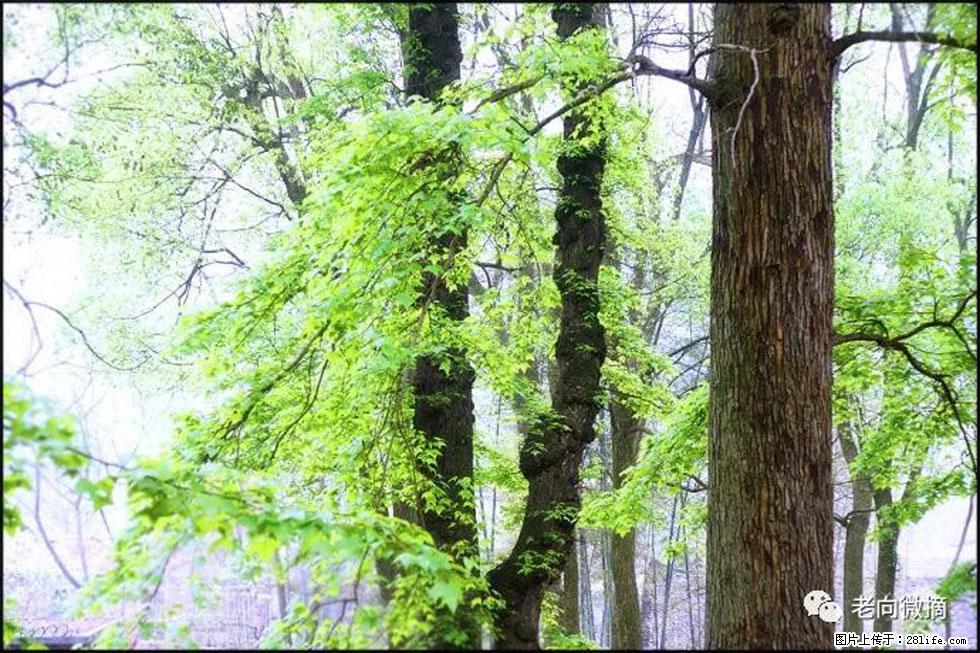 【春天，广西桂林灌阳县向您发出邀请！】在小龙村与春天约会 - 游山玩水 - 武威生活社区 - 武威28生活网 wuwei.28life.net