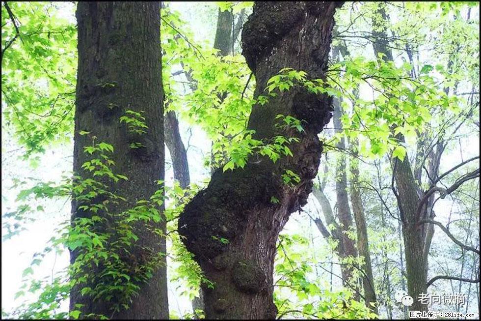 【春天，广西桂林灌阳县向您发出邀请！】在小龙村与春天约会 - 游山玩水 - 武威生活社区 - 武威28生活网 wuwei.28life.net