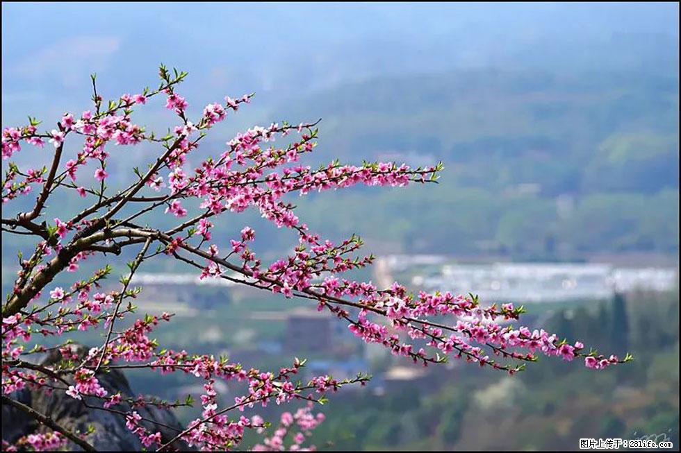 【春天，广西桂林灌阳县向您发出邀请！】望月岭上桃花开 - 游山玩水 - 武威生活社区 - 武威28生活网 wuwei.28life.net