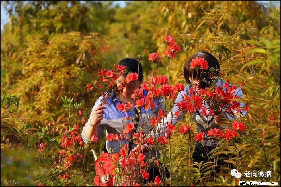 【春天，广西桂林灌阳县向您发出邀请！】登麒麟山，相约映山红 - 游山玩水 - 武威生活社区 - 武威28生活网 wuwei.28life.net