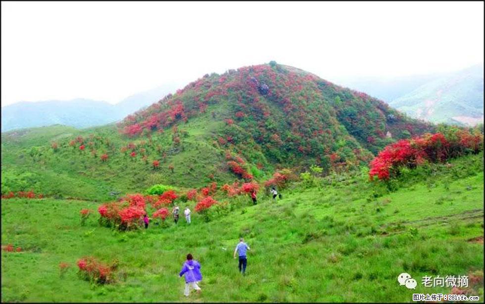 【春天，广西桂林灌阳县向您发出邀请！】宝盖山上映山红 - 游山玩水 - 武威生活社区 - 武威28生活网 wuwei.28life.net