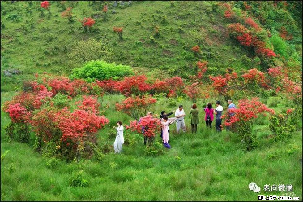 【春天，广西桂林灌阳县向您发出邀请！】宝盖山上映山红 - 游山玩水 - 武威生活社区 - 武威28生活网 wuwei.28life.net