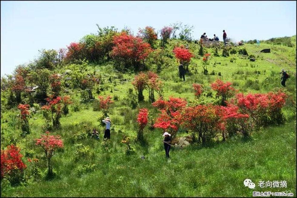 【春天，广西桂林灌阳县向您发出邀请！】宝盖山上映山红 - 游山玩水 - 武威生活社区 - 武威28生活网 wuwei.28life.net