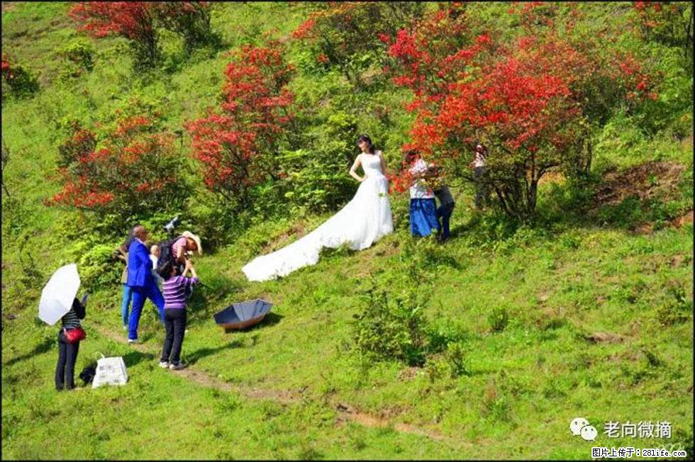 【春天，广西桂林灌阳县向您发出邀请！】宝盖山上映山红 - 游山玩水 - 武威生活社区 - 武威28生活网 wuwei.28life.net
