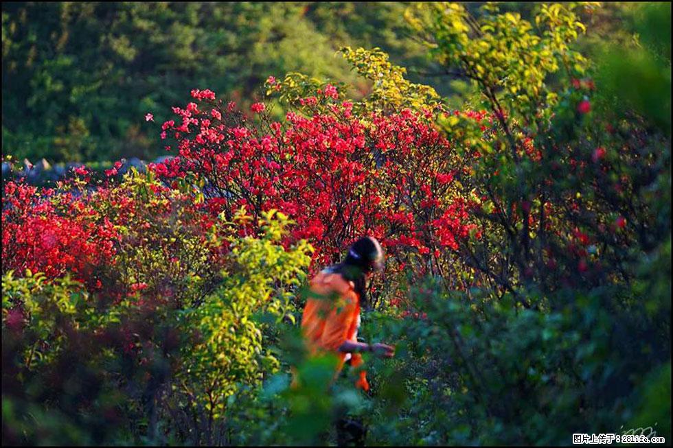 【春天,广西桂林灌阳县向您发出邀请!】春木界上映山红 - 游山玩水 - 武威生活社区 - 武威28生活网 wuwei.28life.net