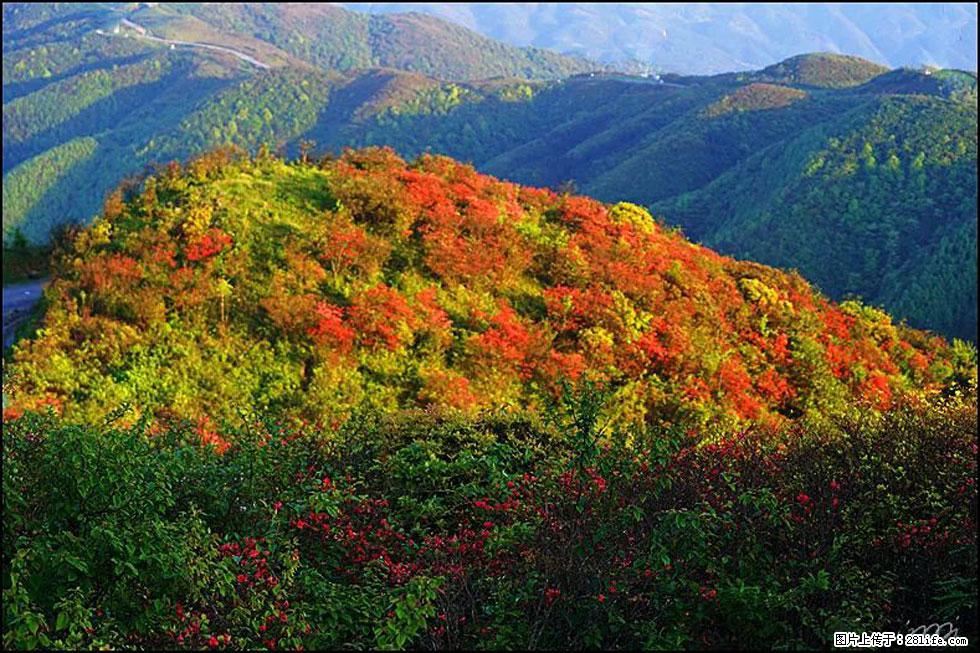 【春天,广西桂林灌阳县向您发出邀请!】春木界上映山红 - 游山玩水 - 武威生活社区 - 武威28生活网 wuwei.28life.net