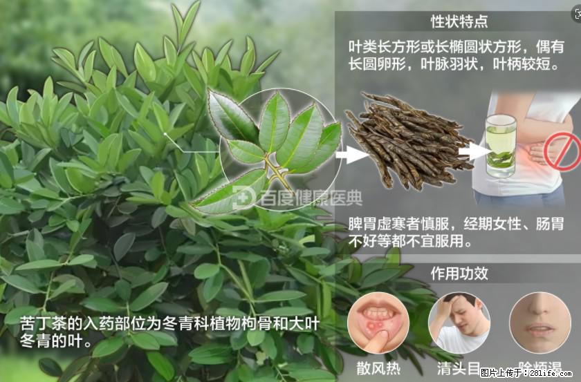苦丁茶有哪些功效和作用 - 生活百科 - 武威生活社区 - 武威28生活网 wuwei.28life.net