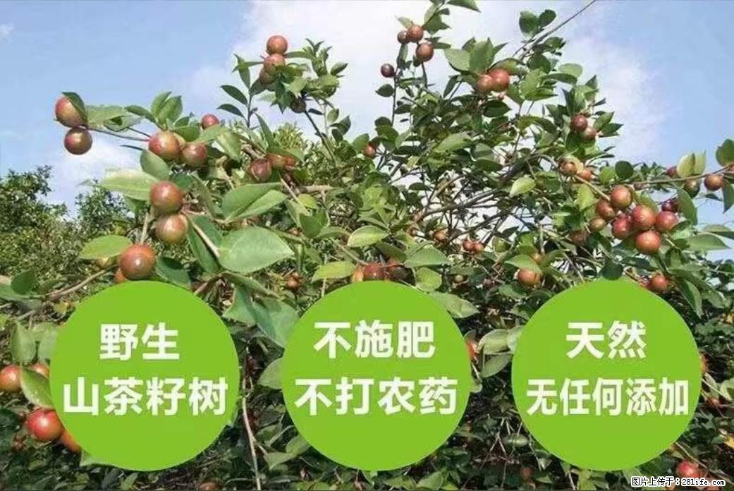 【灌阳县油茶产业示范区】一个有着充实的精神生活的人，对待身外之物自会有一种淡泊的态度 - 土特产 - 饮食特产 - 武威分类信息 - 武威28生活网 wuwei.28life.net
