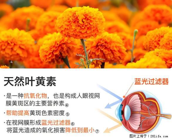 叶黄素有什么功效和作用 - 生活百科 - 武威生活社区 - 武威28生活网 wuwei.28life.net