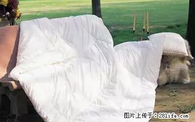 被子有异味?只要这样做,比晒太阳还强100倍! - 家居生活 - 武威生活社区 - 武威28生活网 wuwei.28life.net