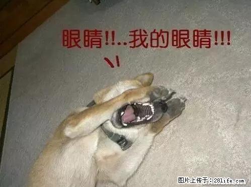 笑癫了！一女的怀孕三年未生，他终于忍不住了... - 娱乐八卦 - 武威生活社区 - 武威28生活网 wuwei.28life.net