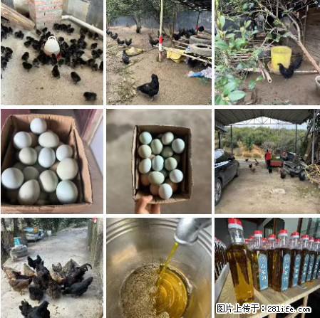 油茶园从小鸡仔开始养起的纯土鸡、土鸡蛋可以预定啦！还有前几天刚榨的纯山茶油哦 - 土特产 - 饮食特产 - 武威分类信息 - 武威28生活网 wuwei.28life.net
