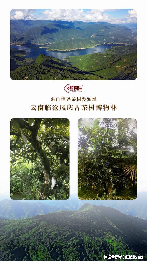 时间果百年古树2025年春红茶 - 购物交流 - 武威生活社区 - 武威28生活网 wuwei.28life.net