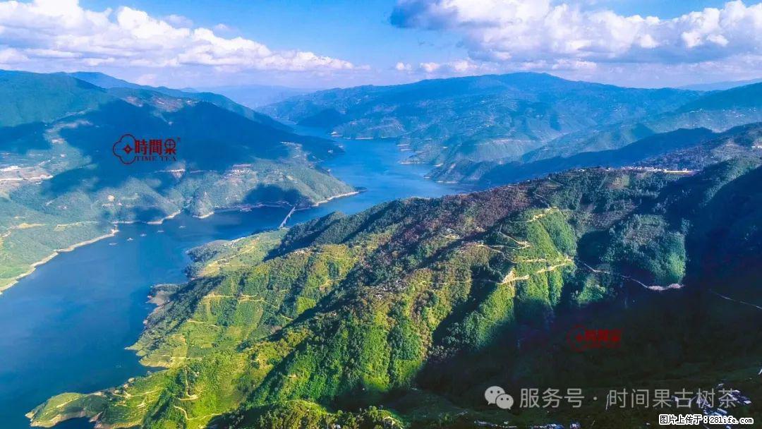 时间果百年古树龙珠普洱生茶 - 购物交流 - 武威生活社区 - 武威28生活网 wuwei.28life.net
