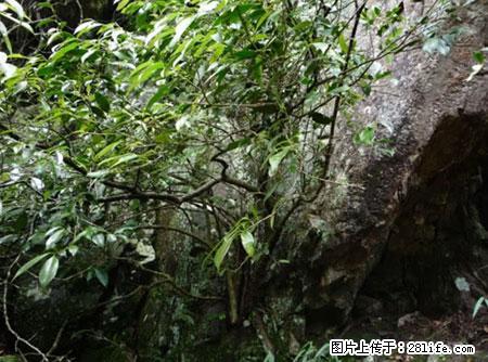 平乐石崖茶，珍贵仅次于金花茶 - 武威生活资讯 - 武威28生活网 wuwei.28life.net