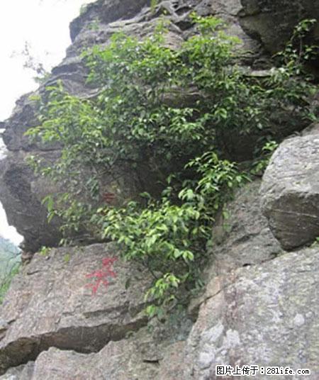 平乐石崖茶，珍贵仅次于金花茶 - 武威生活资讯 - 武威28生活网 wuwei.28life.net