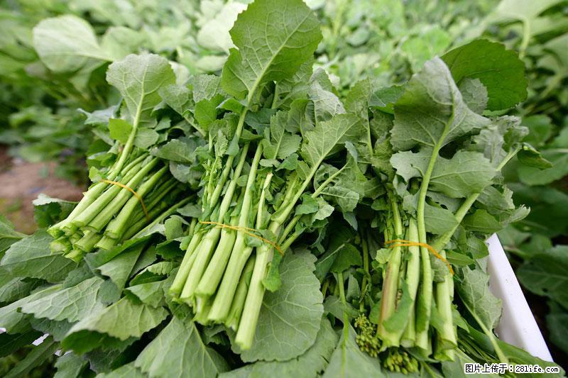 这些蔬菜是“天然钙片”，这6种被医生重点推荐 - 武威生活资讯 - 武威28生活网 wuwei.28life.net